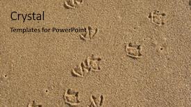  Presentation with tracks - Cool new slide deck with animal tracks - seagulls footprints backdrop and a coral colored foreground