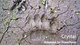  Presentation with wild boar - Slide set with animal tracks - traces small bear and wild background and a gray colored foreground