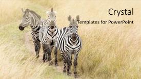  Presentation with kenya - Cool new presentation with animal tracks - trio of grevys zebra walking backdrop and a lemonade colored foreground