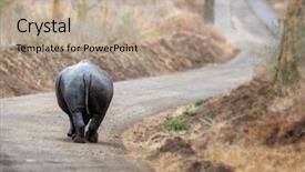  Presentation with road - Cool new PPT theme with animal tracks - white rhino walks the road backdrop and a coral colored foreground