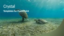  Presentation with marine life - Audience pleasing presentation design consisting of animal underwater photography marine life backdrop and a ocean colored foreground