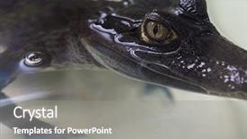  Presentation with crocodile - Amazing PPT theme having animalia - beautiful caiman crocodile closeup portrait backdrop and a  colored foreground