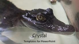 Presentation with crocodile - Slide set enhanced with animalia - beautiful caiman crocodile closeup portrait background and a  colored foreground