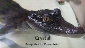  Presentation with crocodile - Presentation consisting of animalia - beautiful caiman crocodile closeup portrait background and a  colored foreground