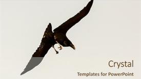 Presentation with crow - Audience pleasing PPT theme consisting of animalia - brigh black plumage backdrop and a sky blue colored foreground