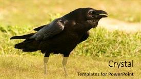  Presentation with crow - Slide deck having animalia - brigh black plumage background and a yellow colored foreground