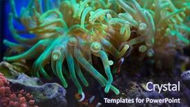  Presentation with aquarium sea anemone - Slide deck enhanced with animalia - bubble-tip anemone entacmaea quadricolor sea background and a wine colored foreground