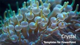  Presentation with bubble - Amazing presentation theme having animalia - green bubble-tip anemone entacmaea quadricolor backdrop and a ocean colored foreground