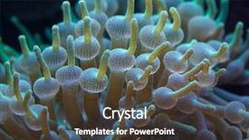  Presentation with bubble - Theme featuring animalia - green bubble-tip anemone entacmaea quadricolor background and a  colored foreground