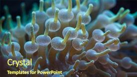  Presentation with bubble - Audience pleasing presentation theme consisting of animalia - green bubble-tip anemone entacmaea quadricolor backdrop and a  colored foreground