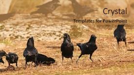  Presentation with black women support group - Slide deck consisting of animalia - group of black crows background and a yellow colored foreground