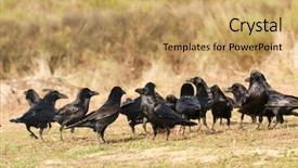  Presentation with black women support group - PPT theme enhanced with animalia - group of black crows background and a yellow colored foreground