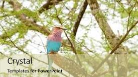  Presentation with flower beautiful lilac border - Slides featuring animalia - lilac-breasted roller coracias caudatus background and a soft green colored foreground