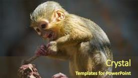  Presentation with gabon - Colorful PPT theme enhanced with animalia - little funny gabon talapoin backdrop and a  colored foreground