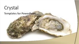  Presentation with pearls and oysters - PPT theme consisting of animalia - opened oysters on white background background and a white colored foreground
