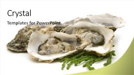  Presentation with pearls and oysters - Slides with animalia - opened oysters on white background background and a white colored foreground