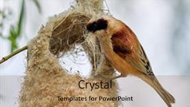  Presentation with construction and electric services - Amazing presentation theme having animalia - penduline tit during construction backdrop and a  colored foreground