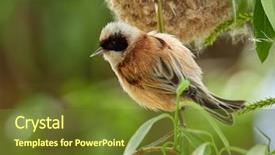  Presentation with construction - Amazing presentation theme having animalia - penduline tit during construction backdrop and a  colored foreground