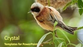  Presentation with branch - Audience pleasing PPT theme consisting of animalia - penduline tit during construction backdrop and a  colored foreground