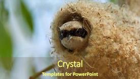  Presentation with conflict in construction - Slide deck having animalia - penduline tit during construction background and a  colored foreground