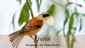  Presentation with garment construction - Slide set consisting of animalia - penduline tit during construction background and a  colored foreground