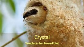  Presentation with construction - Beautiful slide deck featuring animalia - penduline tit during construction backdrop and a  colored foreground