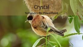  Presentation with portfolio renovation and construction - Slides with animalia - penduline tit during construction background and a  colored foreground