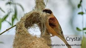  Presentation with hgihway construction - PPT layouts having animalia - penduline tit during construction background and a  colored foreground