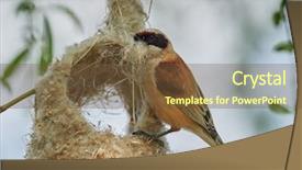  Presentation with construction - Audience pleasing PPT theme consisting of animalia - penduline tit during construction backdrop and a  colored foreground