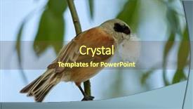  Presentation with risk in construction - Cool new presentation with animalia - penduline tit during construction backdrop and a  colored foreground