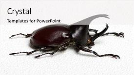  Presentation with unicorn - Presentation design consisting of animalia - rhinoceros beetle rhino beetle hercules background and a white colored foreground