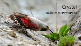  Presentation with eutanasia euthanasia x natural death - Colorful presentation theme enhanced with animalia - wallcreeper tichodroma muraria in natural backdrop and a light gray colored foreground