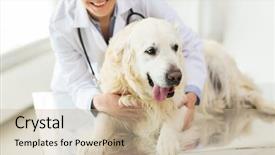  Presentation with health care leadership - PPT theme featuring animalmedicine - medicine pet animals health care background and a soft green colored foreground
