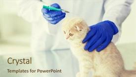  Presentation with fold - Audience pleasing PPT layouts consisting of animalmedicine - medicine pet animals health care backdrop and a soft green colored foreground