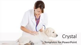  Presentation with veterinary - Amazing presentation having animalmedicine - young female veterinary taking care backdrop and a white colored foreground