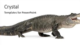  Presentation with american - Slide set with dangerous animals - american alligator 30 years background and a white colored foreground