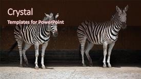  Presentation with safari park beautiful wildlife animal - Presentation theme enhanced with zoo animals - chapman's zebra equus quagga chapmani background and a  colored foreground