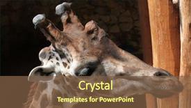  Presentation with animal - Audience pleasing theme consisting of zoo animals - rothschild's giraffe giraffa camelopardalis rothschildi backdrop and a tawny brown colored foreground