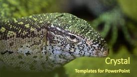  Presentation with animals - Presentation theme with rain animated - animals and wildlife from reptiles background and a tawny brown colored foreground