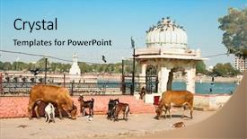  Presentation with animals - PPT theme having animals are eating background and a light blue colored foreground