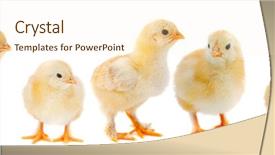  Presentation with chicks - Slide deck enhanced with animals young ones - adorable chicks a over white background and a cream colored foreground