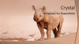  Presentation with salty - Slides having rhino - baby black rhinoceros standing background and a coral colored foreground