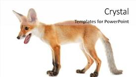  Presentation with fox - Slide deck consisting of cute fox cub isolated on white background and a white colored foreground