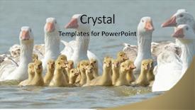  Presentation with geese - Beautiful slides featuring baby birds - geese on the lake backdrop and a light gray colored foreground