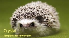  Presentation with spine - Slides featuring baby spine - hedgehog background and a tawny brown colored foreground