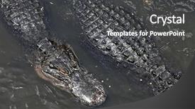  Presentation with close up shot - Slide set consisting of animals body parts - close up shot of alligators background and a  colored foreground