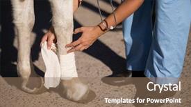  Presentation with bandaging - Slide set enhanced with animals body parts - low section of female vet background and a coral colored foreground