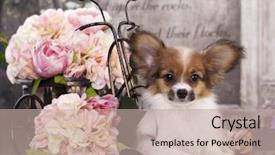  Presentation with animals - Slides consisting of animals body parts - papillon and flowers background and a mint green colored foreground
