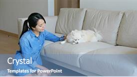  Presentation with pet grooming small dog - Presentation design consisting of animals body parts - pomeranian dog sleep on pet background and a teal colored foreground