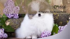  Presentation with lotus flower white water lily - Beautiful PPT theme featuring animals body parts - pomeranian spitz white and lilac backdrop and a coral colored foreground